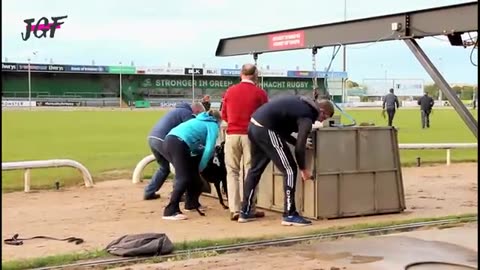 Ireland Greyhounds Racing - Track Race