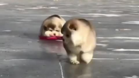 Cute and funny animals