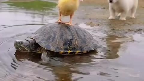 Cute Trio: Baby Duck, Puppy, and Turtle's Heartwarming Friendship