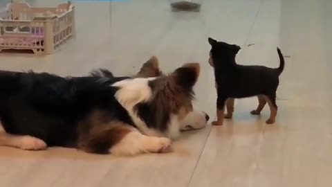 Dog also touches other heads#cat #catsoftiktok #dog #dogsoftiktok #pet #cute #fyp #foryou