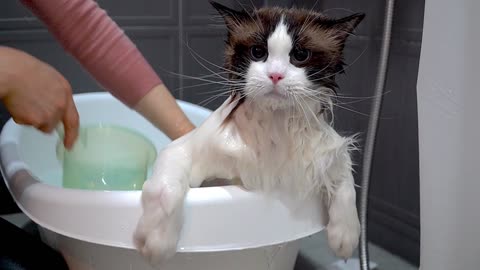 When a Talkative Cat Takes a Bath