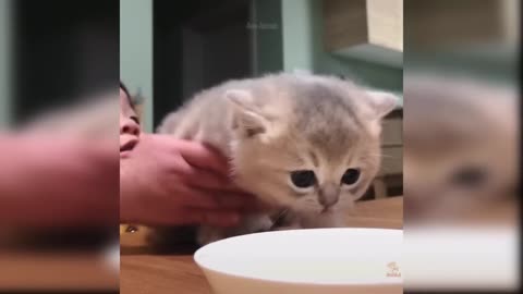 Baby cats, cute and funny video compilation