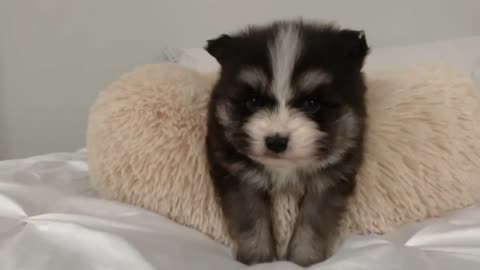 Best Bowtie Pomsky Love - Nevin Cutest 2nd Generation Pomsky Boy