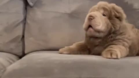 This Is A Sharpei Puppy With A Bear Type Coat