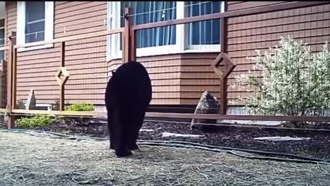 ANIMALS GETTING SHOCKED WITH FUNNY SOUND EFFECTS