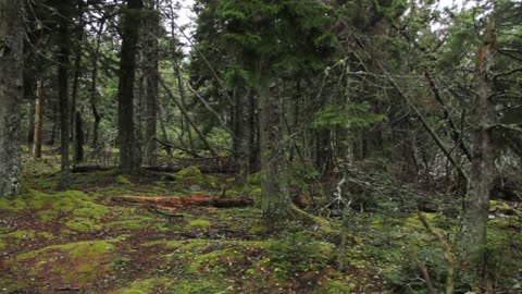 Forest Panning Shot Free Creative Commons YouTube Stock Footage