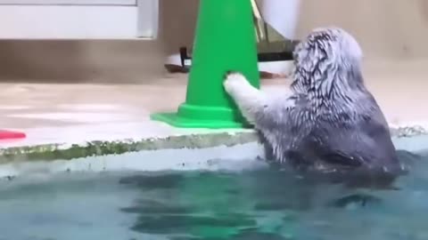 "Surprising Assistant: Sea Otter assists in Pool Maintenance"