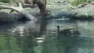 Bear eating ducklings in front of children!