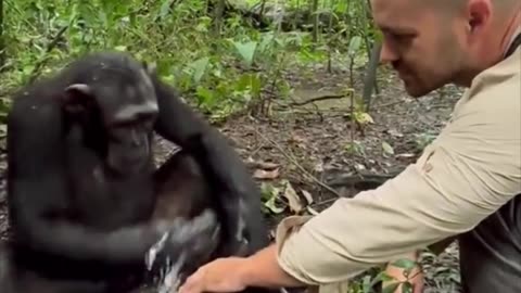 Bonobo's Heartwarming Act of Kindness.