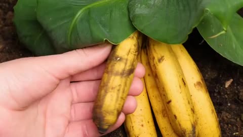 Banana hacks