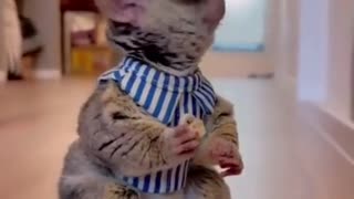 FUNNY ANIMAL VIDEO