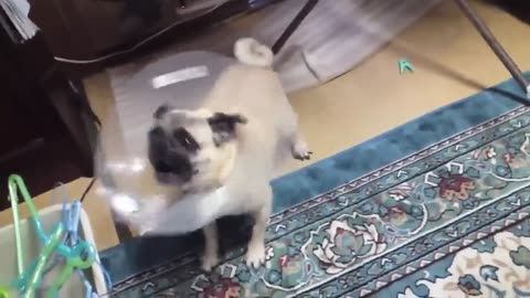 Weird Dog Barking