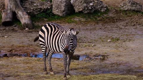 Zebras striped mammals