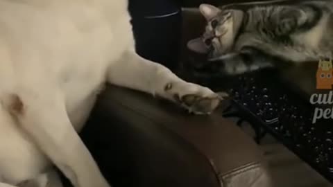 Cat disturbing dog 🤣🤣