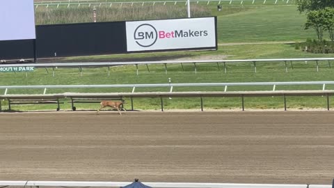 Deer Runs on Racetrack