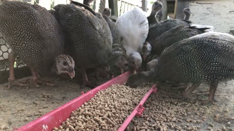 OHHH KEETS! Guinea Fowl Feeding Time : )