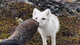 I met a cute Arctic fox child by chance