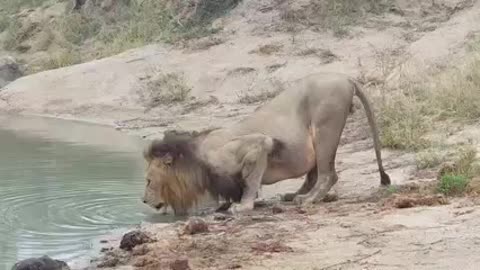 Avoca male lion drinking water