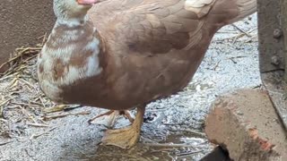 Muscovy duck