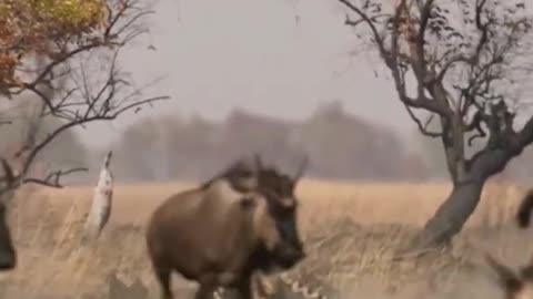 watch this cheetah tackle a large wildebeest