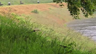 Many beautiful swallows in flight by a river / very beautiful birds in flight.