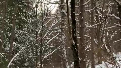 Winter Forest Snowy Walk ASMR #Shorts