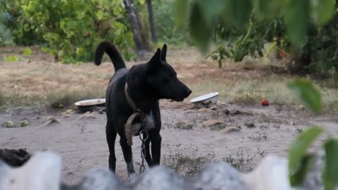 DOGS BARKING!! Angry Dogs / Real Dogs / Defending Dogs