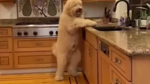 Funny Animal Videos 2023