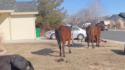 Neigh-borhood Watch