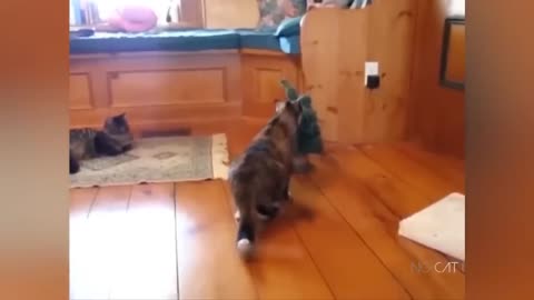 Funny Animal Videos 2023 😂 - Funniest Cats And Dogs Video 😺😍