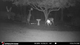 Deer eating from the bird feeder