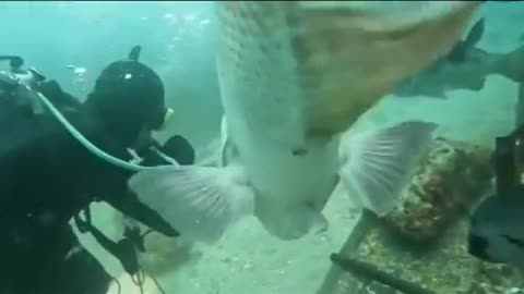 Cute Fish Entertaining Diver