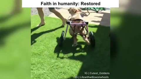 Paralyzed Dog Gets Second Chance At Life
