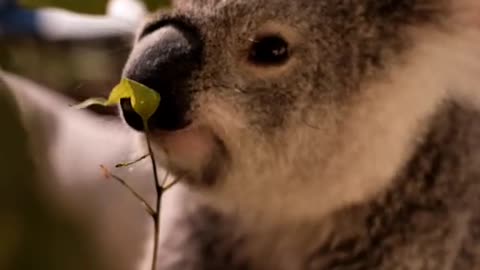 Cute koala eating!