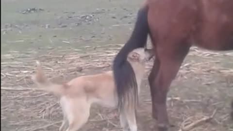 Horse's Kick Vs The Dog's Sad End | Fail Of The Month | Funny Trends #shorts #funny animals