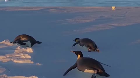 Penguin wondering on ice