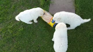 Great Pyrenees Cute Livestock Guardian Dog Puppies Tug Of War Battle With Loaf Of Bread