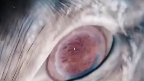 Close-up of a rare gray whale's eye