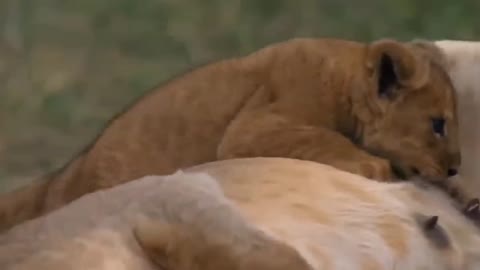 Helpless Leopard Watches Her Poor Cub Being Destroyed By Evil Eagle But Doing Nothing