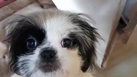 PET HAIRDRESSERS IN PATTAYA CITY, THAILAND.