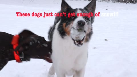 The Best Of Funny Dogs Discovering and Playing in Snow [NEW]