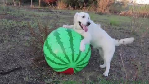 SURPRISE FOR MY DOG - GIANT WATERMELON BALL! Funny Golden Retriever Bailey Have Fun with New Toy