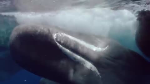 How a Big Whale giving birth?