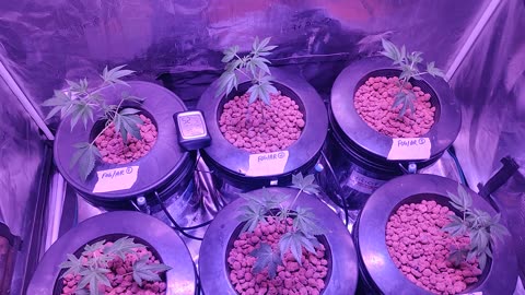 Transplant 2/13/23 Fire OG, Blackberry x Hammer Clones