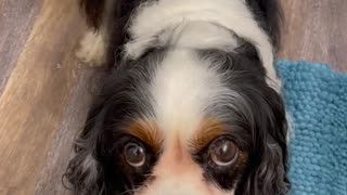 My cavalier King Charles wants a treat…