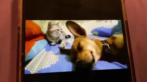 A CAT 🐱 GETS 🤣VERY 🤣UPSET😾 WITH 😂THIS 🐕DOG