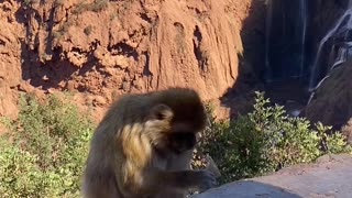 Picky Moroccan Monkeys