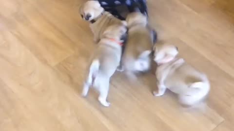 Pug chase!