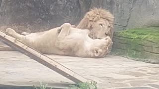 Cute Lions Share a Lick