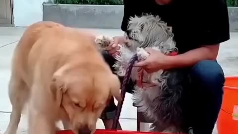 Funny dog